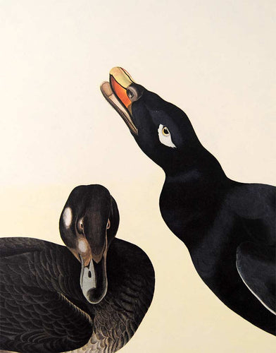Detail view of Amsterdam Audubon Prints limited edition lithograph of pl. 247 Velvet Duck