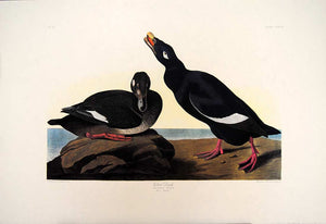 Full sheet view of Amsterdam Audubon Prints limited edition lithograph of pl. 247 Velvet Duck
