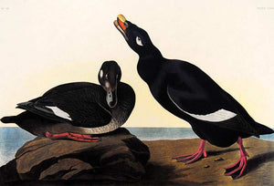 Closer view of Amsterdam Audubon Prints limited edition lithograph of pl. 247 Velvet Duck
