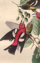 Load image into Gallery viewer, Detail view of Audubon Octavo 1840 First Edition Plate 201 White-winged Crossbill