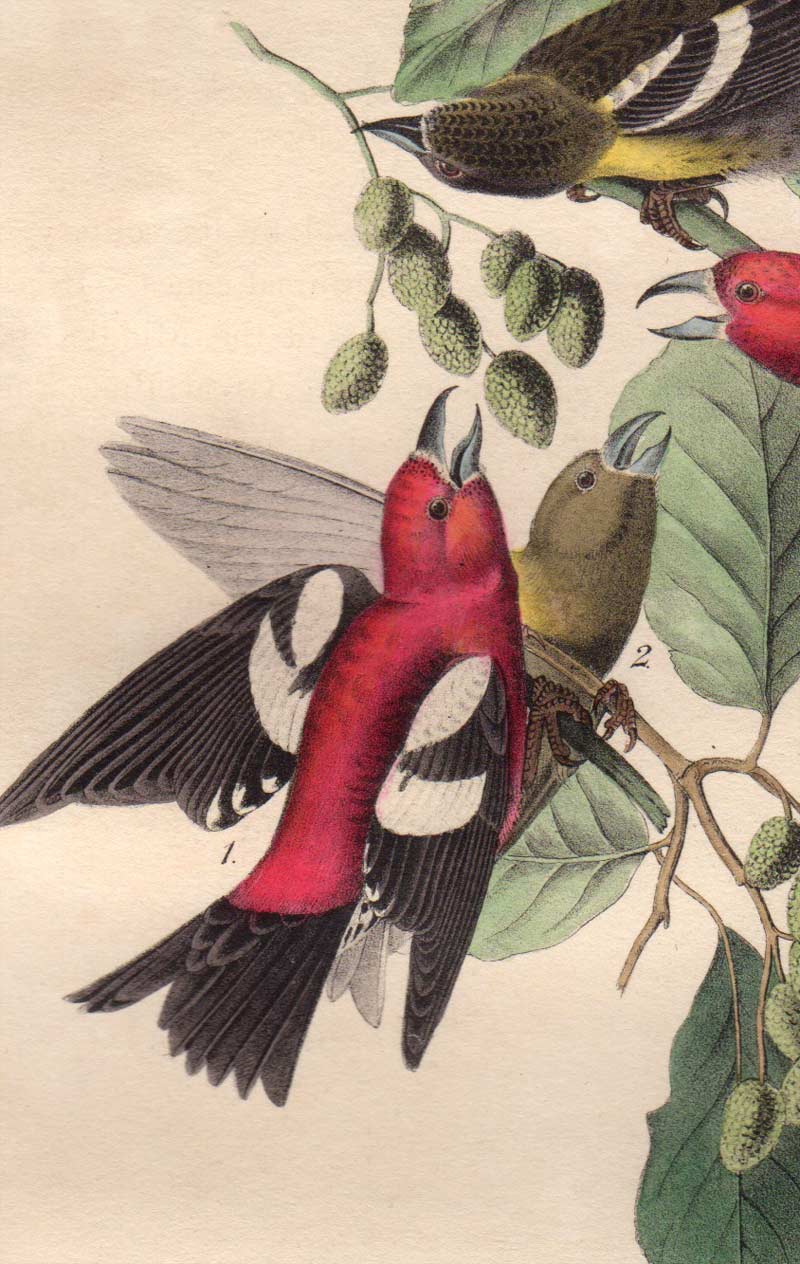 Detail view of Audubon Octavo 1840 First Edition Plate 201 White-winged Crossbill