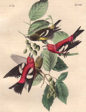 Load image into Gallery viewer, Closer view of Audubon Octavo 1840 First Edition Plate 201 White-winged Crossbill