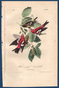 Full sheet view of Audubon Octavo 1840 First Edition Plate 201 White-winged Crossbill