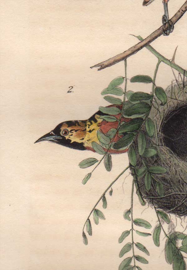 Detail view of Audubon Octavo Plate 219 Orchard Oriole