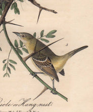 Load image into Gallery viewer, Detail view of Audubon Octavo Plate 219 Orchard Oriole