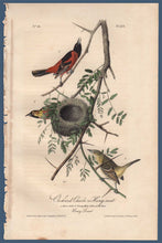 Load image into Gallery viewer, Full sheet view of Audubon Octavo Plate 219 Orchard Oriole