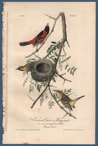 Full sheet view of Audubon Octavo Plate 219 Orchard Oriole
