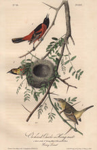 Load image into Gallery viewer, Closer view of Audubon Octavo Plate 219 Orchard Oriole