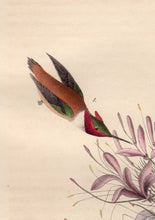 Load image into Gallery viewer, Detail of First Edition Audubon Octavo, Plate 254 Ruff-Necked Hummingbird