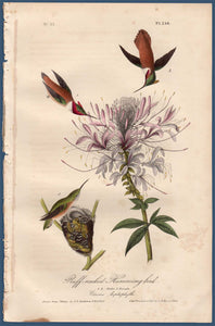 Full sheet view of First Edition Audubon Octavo, Plate 254 Ruff-Necked Hummingbird
