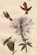 Load image into Gallery viewer, Closer view of First Edition Audubon Octavo, Plate 254 Ruff-Necked Hummingbird