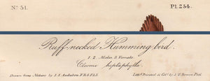 Text area view of First Edition Audubon Octavo, Plate 254 Ruff-Necked Hummingbird