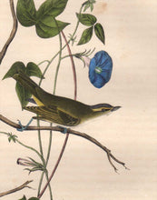 Load image into Gallery viewer, Detail view of Audubon Octavo 1840 First Edition Plate 242 Bartrams Vireo