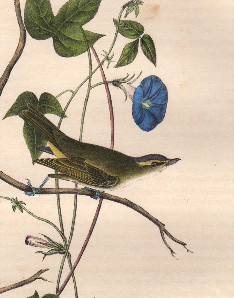 Detail view of Audubon Octavo 1840 First Edition Plate 242 Bartrams Vireo