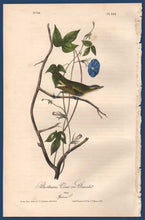 Load image into Gallery viewer, Full sheet view of Audubon Octavo 1840 First Edition Plate 242 Bartrams Vireo