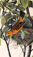Load image into Gallery viewer, Detail view of Amsterdam Audubon Prints limited edition lithograph of pl. 122 Blue Grosbeak