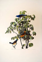 Load image into Gallery viewer, Full sheet view of Amsterdam Audubon Prints limited edition lithograph of pl. 122 Blue Grosbeak