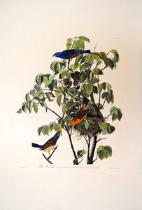 Full sheet view of Amsterdam Audubon Prints limited edition lithograph of pl. 122 Blue Grosbeak