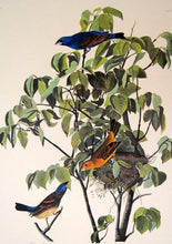 Load image into Gallery viewer, Closer view of Amsterdam Audubon Prints limited edition lithograph of pl. 122 Blue Grosbeak
