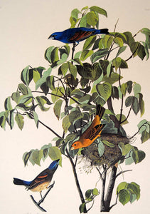 Closer view of Amsterdam Audubon Prints limited edition lithograph of pl. 122 Blue Grosbeak
