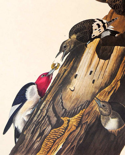 Detail view of Amsterdam Audubon limited edition lithograph of pl. 27 Red-Headed Woodpecker