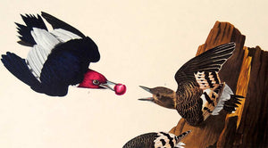 Detail view of Amsterdam Audubon limited edition lithograph of pl. 27 Red-Headed Woodpecker