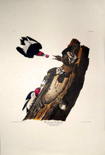 Load image into Gallery viewer, Full sheet view of Amsterdam Audubon limited edition lithograph of pl. 27 Red-Headed Woodpecker