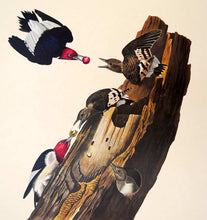 Load image into Gallery viewer, Closer view of Amsterdam Audubon limited edition lithograph of pl. 27 Red-Headed Woodpecker