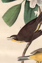 Load image into Gallery viewer, Detail view of Audubon Octavo 1840 First Edition Plate 72 Canada Flycatcher