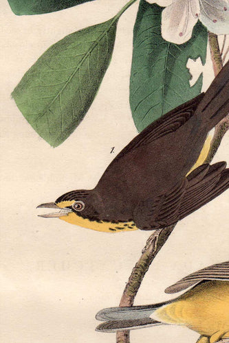 Detail view of Audubon Octavo 1840 First Edition Plate 72 Canada Flycatcher