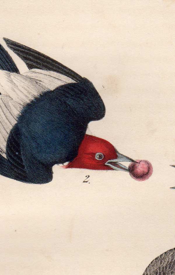 Audubon Octavo Print for sale Plate 271 Red Headed Woodpecker 1840 First Edition, detail