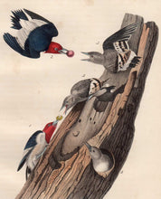 Load image into Gallery viewer, Audubon Octavo Print for sale Plate 271 Red Headed Woodpecker 1840 First Edition, closer view