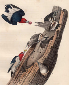 Audubon Octavo Print for sale Plate 271 Red Headed Woodpecker 1840 First Edition, closer view