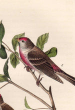 Load image into Gallery viewer, Detail view of Audubon Octavo 1840 First Edition Plate 179 Lesser Redpoll Linnet