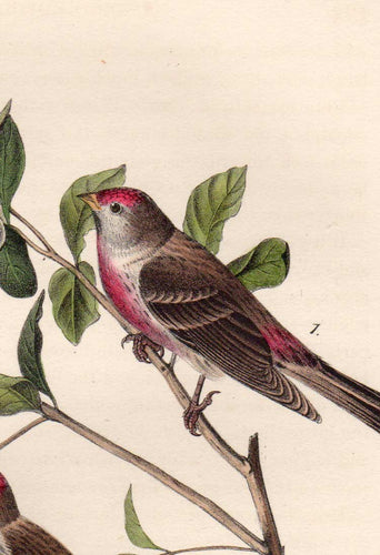 Detail view of Audubon Octavo 1840 First Edition Plate 179 Lesser Redpoll Linnet