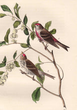 Load image into Gallery viewer, Closer view of Audubon Octavo 1840 First Edition Plate 179 Lesser Redpoll Linnet