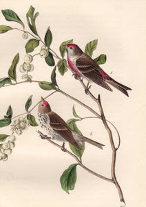 Closer view of Audubon Octavo 1840 First Edition Plate 179 Lesser Redpoll Linnet