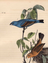 Load image into Gallery viewer, Detail view of Audubon Octavo 1840 First Edition Plate 204 Blue Long Grosbeak