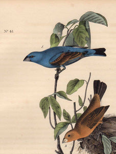 Detail view of Audubon Octavo 1840 First Edition Plate 204 Blue Long Grosbeak