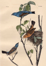 Load image into Gallery viewer, Closer view of Audubon Octavo 1840 First Edition Plate 204 Blue Long Grosbeak