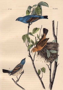 Closer view of Audubon Octavo 1840 First Edition Plate 204 Blue Long Grosbeak