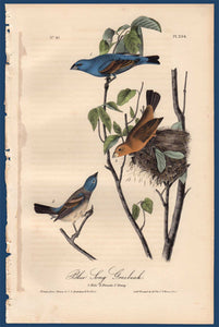 Full sheet view of Audubon Octavo 1840 First Edition Plate 204 Blue Long Grosbeak