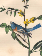 Load image into Gallery viewer, Detail view of Audubon Octavo 1840 First Edition Plate 171 Lazuli Finch