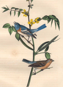 Closer view of Audubon Octavo 1840 First Edition Plate 171 Lazuli Finch