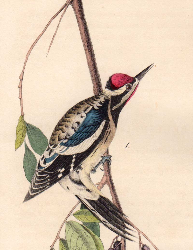 Detail view of Audubon Octavo 1840 First Edition Plate 267 Yellow-Bellied Woodpecker