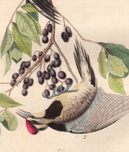 Load image into Gallery viewer, Detail view of Audubon Octavo 1840 First Edition Plate 267 Yellow-Bellied Woodpecker