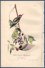 Load image into Gallery viewer, Full sheet view of Audubon Octavo 1840 First Edition Plate 267 Yellow-Bellied Woodpecker