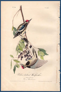 Full sheet view of Audubon Octavo 1840 First Edition Plate 267 Yellow-Bellied Woodpecker