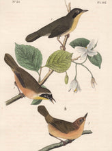 Load image into Gallery viewer, Audubon First Edition Octavo Prints for sale Pl 102 Maryland Ground Warbler, detail