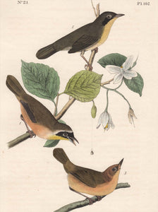 Audubon First Edition Octavo Prints for sale Pl 102 Maryland Ground Warbler, detail